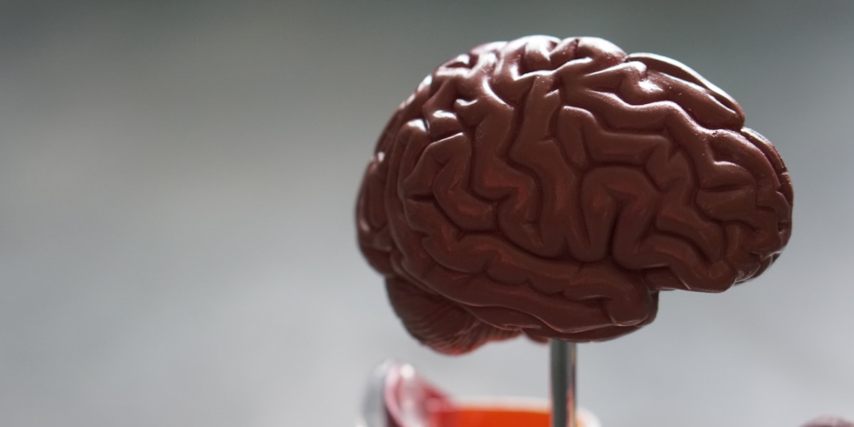 脳のイメージ・神経回路